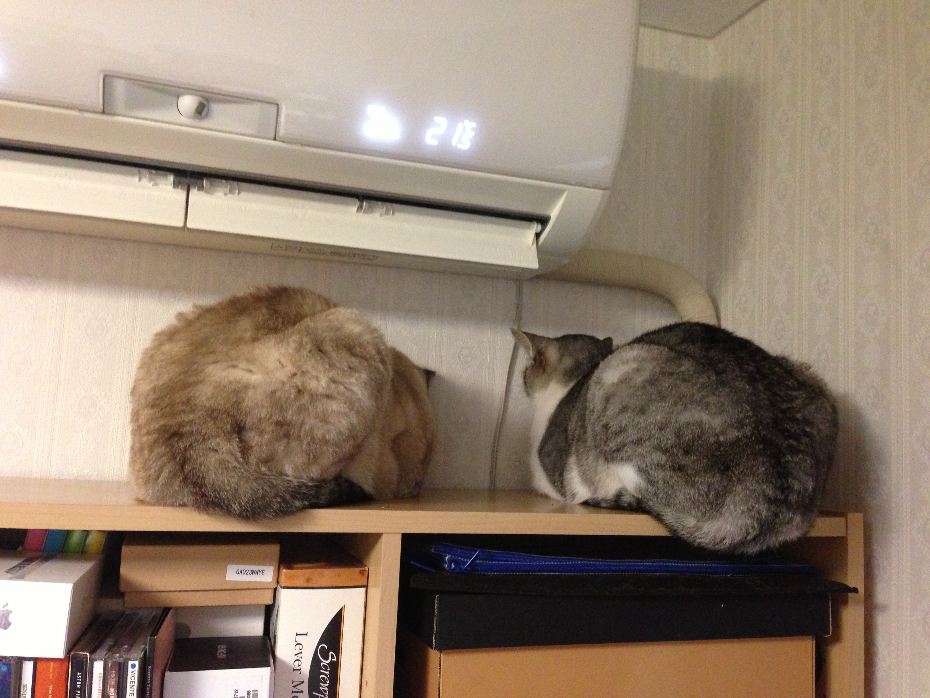 今日の猫　その１