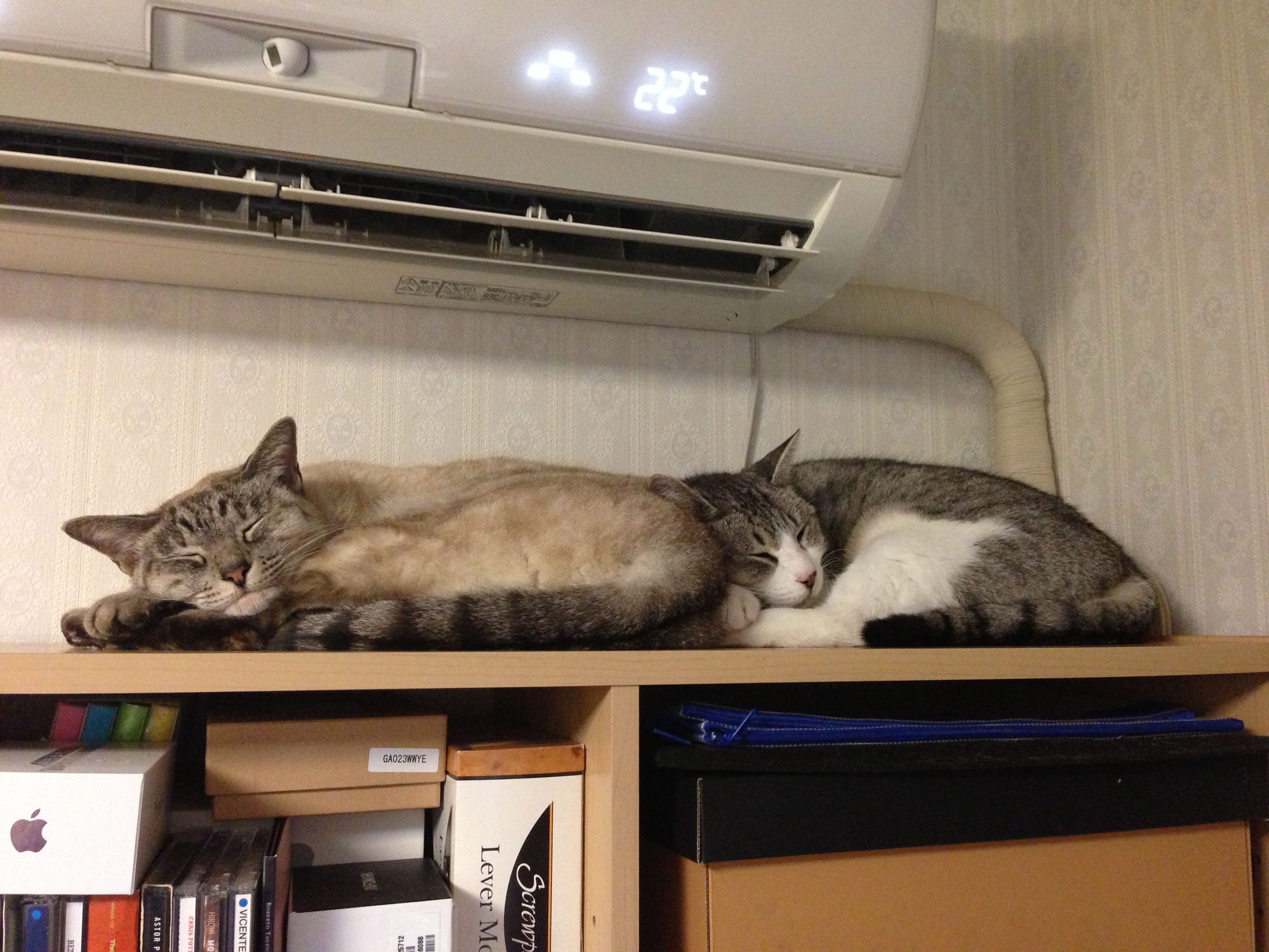 今日の猫　その２